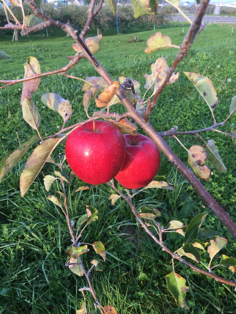 ジョギング中のリンゴ